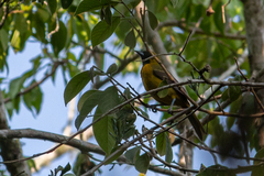 Icterus maculialatus