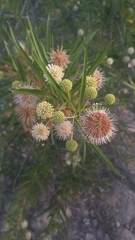 Cephalanthus salicifolius