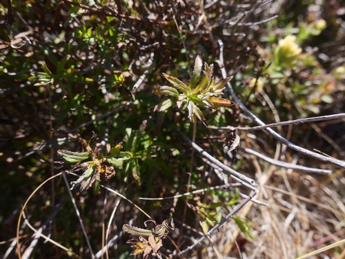 Image of Baccharis glabrata by (c) paulexcoff, some rights reserved (CC BY-SA)