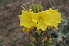 Oenothera elata hookeri