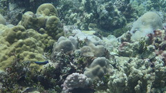 Labropsis xanthonota