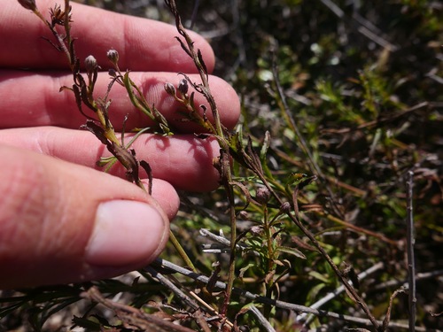 Image of Baccharis glabrata by (c) paulexcoff, some rights reserved (CC BY-SA)