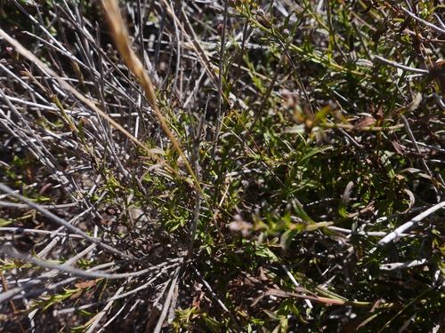 Image of Baccharis glabrata by (c) paulexcoff, some rights reserved (CC BY-SA)
