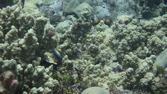 Labropsis xanthonota