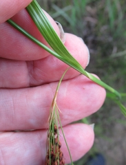 Rhynchospora elliottii