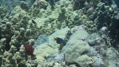 Cheilinus oxycephalus