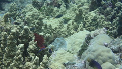 Cheilinus oxycephalus