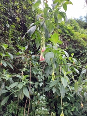 Fuchsia sessilifolia