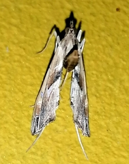 Lineodes interrupta