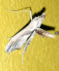 Lineodes interrupta