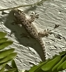 Hemidactylus turcicus