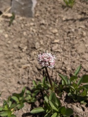Valeriana acutiloba