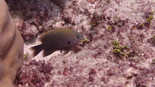 Pacific gregory (Stegastes fasciolatus) — Pomacentridae — 4