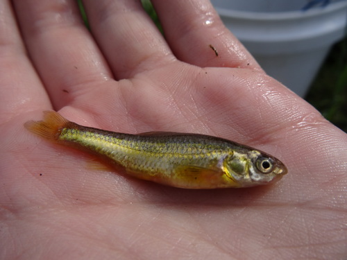Brassy Minnow
