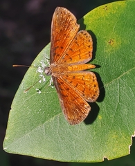 Parvospila lucianus