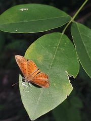 Parvospila lucianus