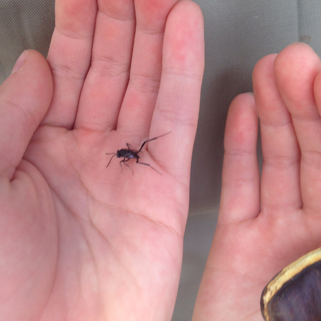 Blueeyed Ensign Wasp (Hymenoptera (ants, bees and wasps) of the