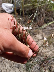 Astragalus ceramicus
