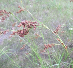 Rhynchospora elliottii