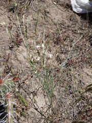 Astragalus ceramicus