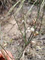 Astragalus ceramicus
