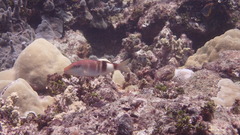 Parupeneus multifasciatus