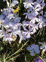 Phlox multiflora