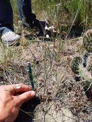 Astragalus ceramicus