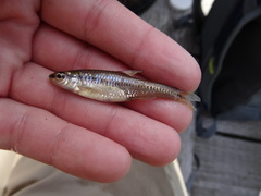 Notropis heterolepis