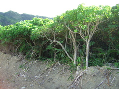 Homalanthus fastuosus