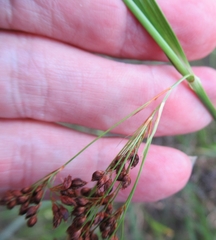 Rhynchospora elliottii
