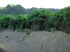 Homalanthus fastuosus