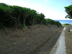 Homalanthus fastuosus