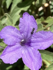 Ceratina arizonensis