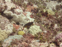 Halichoeres biocellatus