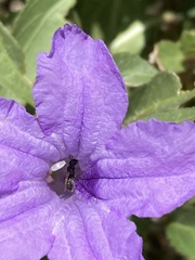 Ceratina arizonensis