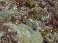 Neoniphon sammara