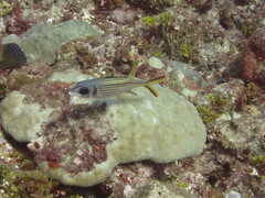 Neoniphon sammara