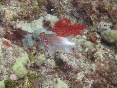 Sargocentron caudimaculatum