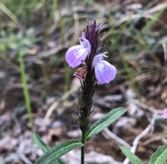 Rostellularia adscendens