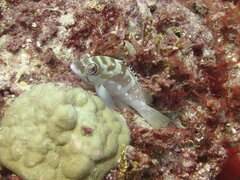 Epinephelus fasciatus