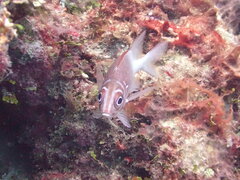 Sargocentron caudimaculatum