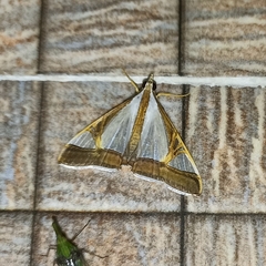 Agrioglypta eurytusalis