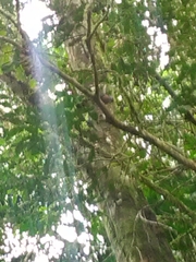 Pentaclethra macroloba