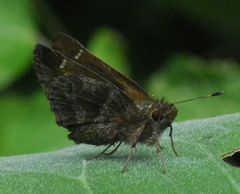 Ochlodes samenta