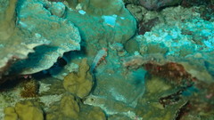 Synchiropus morrisoni