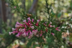 Colletia ulicina