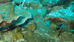 Synchiropus morrisoni