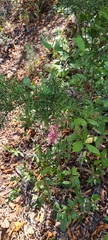 Colletia ulicina