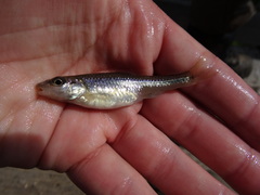 Notropis dorsalis